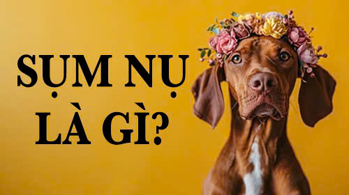 sụm nụ là gì